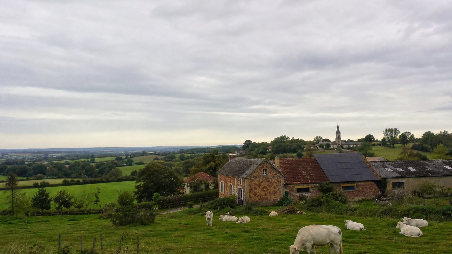 Bocage, vaches charolaises et grange en brique couverte de panneaux